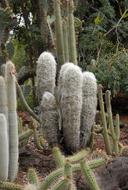 wild prickly cacti