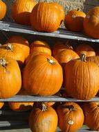 Pumpkins Fall Harvest Orange Ripe Autumn