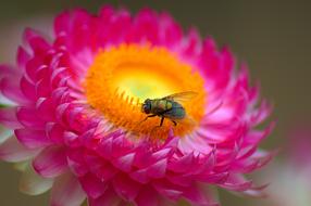 Macro view of Fly on pink Flower