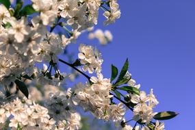Blossom Blue