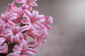 Hyacinth Flower Pink