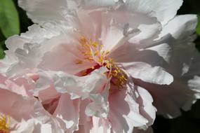 Peony Chinese Dendritic