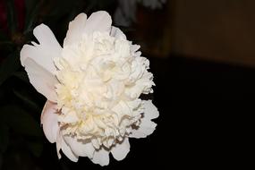 Peony White Blossom
