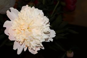 Peony White Blossom