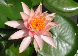 Flower Water Lily Nymphaea