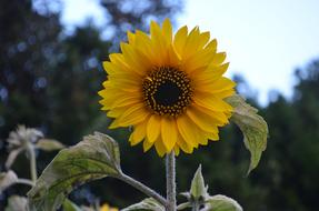 Sunflower Flower Sun