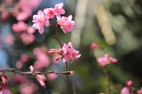 Wild Cherry Petals Bees Sakura Flowering Spring