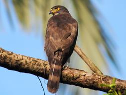 wild falcon on a branch