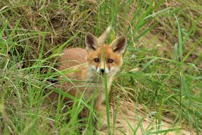 Young Red Fox In Grass Playful Baby Puppy