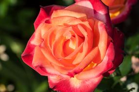 Rose Flower Orange
