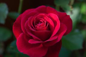 Flower Rose Red