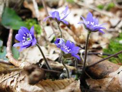 Spring Flowers Hepatica Nobilis