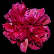 Peony Red Blossom flora