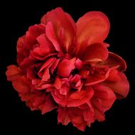 Peony Red Blossom