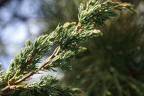 close up of a plant branch