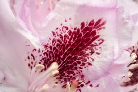 Rhododendron Blossom Bloom