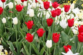 colored tulips are beautiful