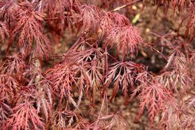 beautiful japanese tree