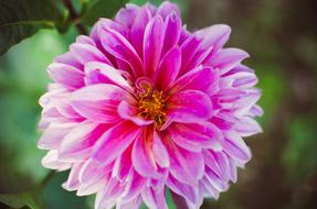 Flower Pink Blossom