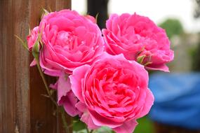 Rose Flower Garden