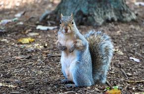 wild cute squirrel