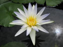 White Lotus Pond