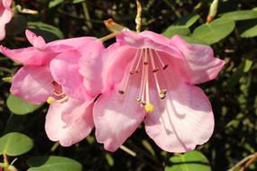 Rhododendron Blossom Bloom