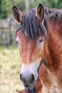 close up of a horse's face