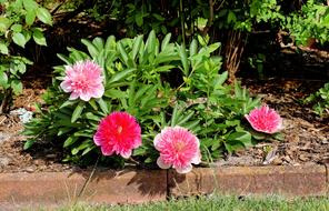 beautiful blooming flowers by the house