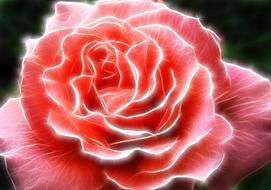 rose flower pink red colorful