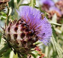 Bee Purple