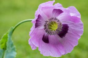 Poppy Purple Close Up