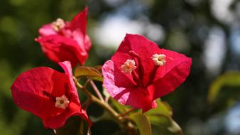 Beautiful Red Flower in a Sanny Garden