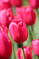 Tulip Pink Flower