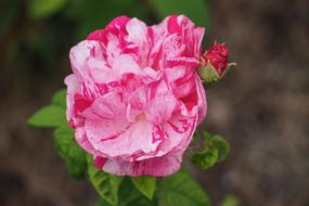 Rose Blossom Bloom