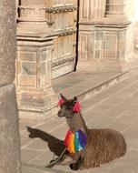 Alpaca Peru Cusco