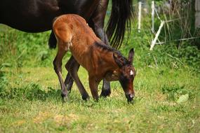little horse in a green meadow