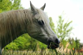 white horse in the field