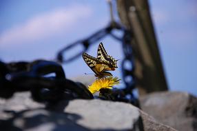 Butterfly Chain