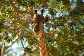 giraffe looking at the camera