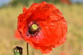 red poppy in early summer