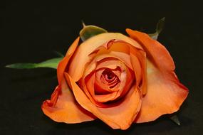 Rose Blossom Bloom