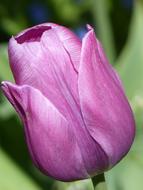 Purple Tulip Flower in garden