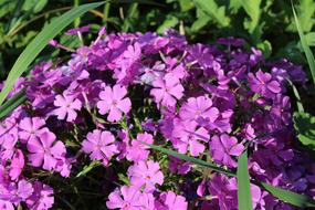 Spring Flower Garden