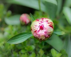 Peony Bud Flower