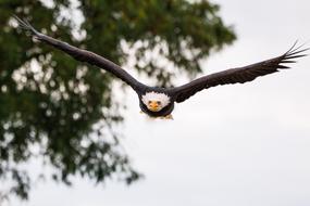 wonderful Bald Eagle Flying