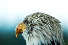 incredible Bald Eagle