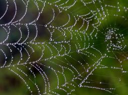 Spider Web Drops Dew