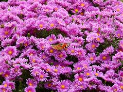 Flowers Purple Nature