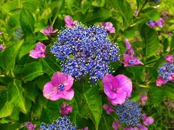 beautiful flowers on a stem